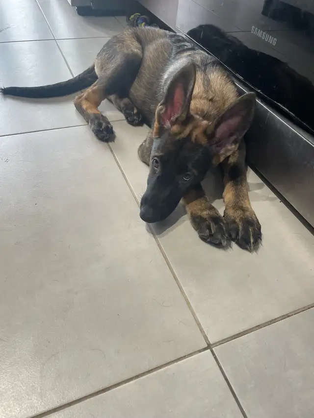 Berger Allemand Pure race in Dogs & Puppies for Rehoming in Laurentides - Image 7