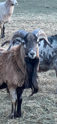 Black Bellied Barbados Ram 