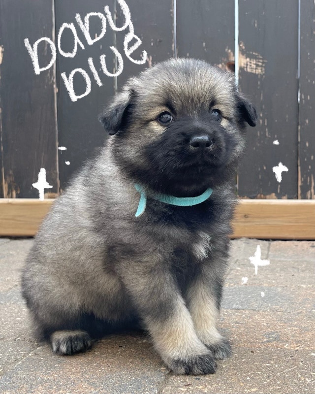 Keeshond puppies for sale Dogs & Puppies for Rehoming Edmonton Kijiji