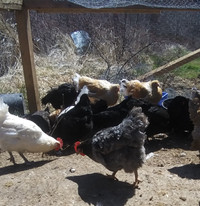 Hens for sale- sold PPU