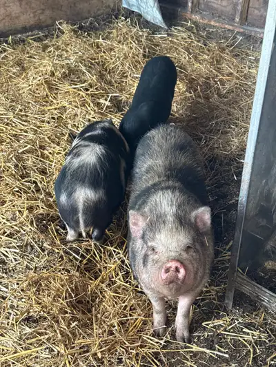 Pigs for sale, View more