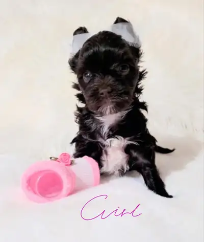 Rare, dark choco yorkie puppies, View more