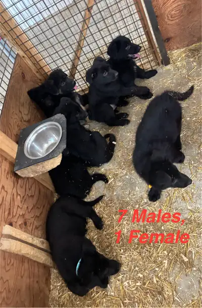 READY To GO! German shepherd puppies. 7 boys and 1 girl. The mom is a German shepherd and the Dad is...