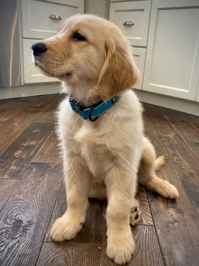 CKC Registered Golden Retriever Puppies in Dogs & Puppies for Rehoming in London - Image 4