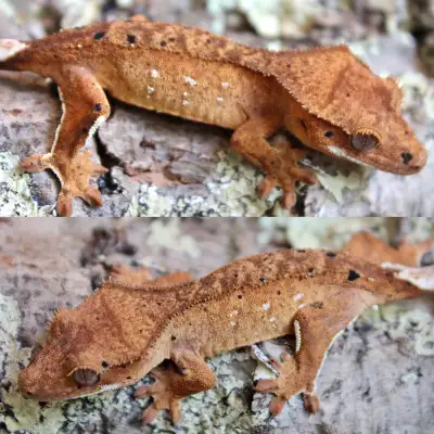 P. Female Dalmatian Juvenile Crested Gecko, View more