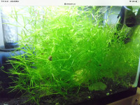 I have water lettuce  to exchange for some small fish or shrimps