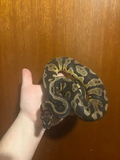 Not too many of these males around with hets like this. Currently eating asf and rats he’s not too p...