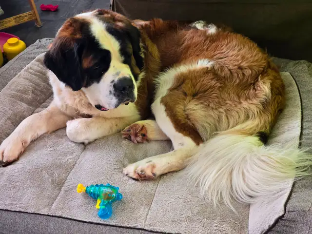 Chiot Terre-Neuve / Saint-Bernard - Vacciné / Vermifugé / Microp in Dogs & Puppies for Rehoming in Drummondville - Image 8