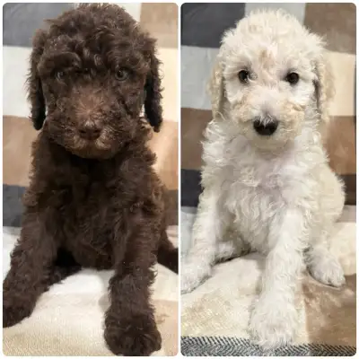 Standard Poodle Puppies, View more