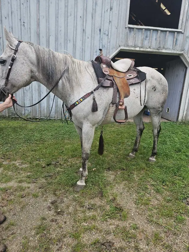 horse for sale in Horses & Ponies for Rehoming in Oakville / Halton Region - Image 3