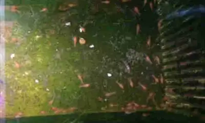 Baby Neon Orange Crayfish For Sale , View more