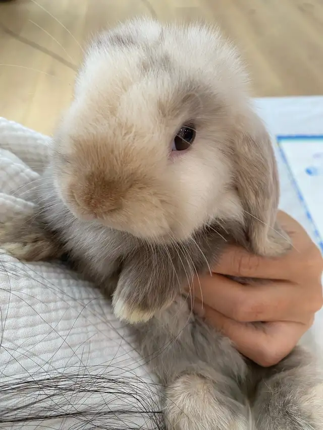 purebred holland lop bunny in Small Animals for Rehoming in Mississauga / Peel Region - Image 2