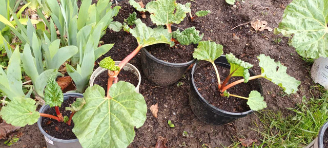 Rhubarb plant in Plants, Fertilizer & Soil in Hamilton - Image 2