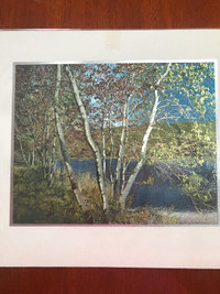 Reduced Price: Glistening birch and waterscape