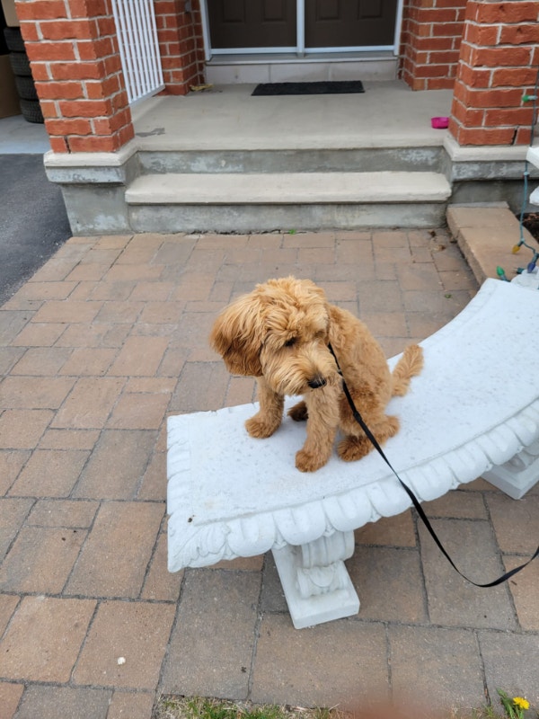 Goldendoodle mini for rehome Dogs & Puppies for Rehoming Ottawa