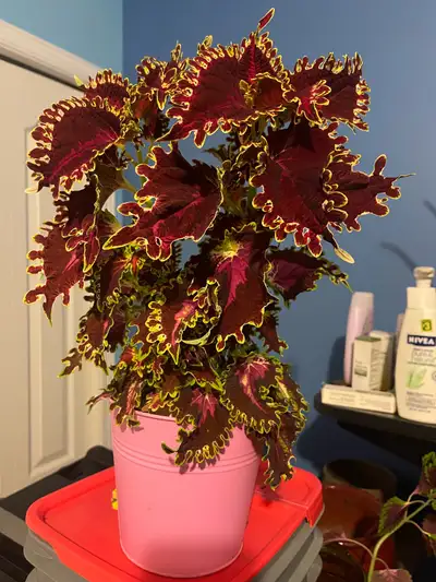 various colorful coleus trees plants, View more