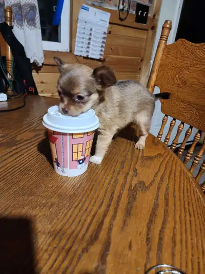 7 week old Chihuahua male, View more