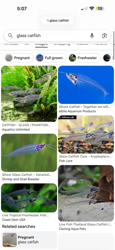 glass cats , View more