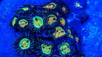 Buttmuncher Zoas - Saltwater Coral