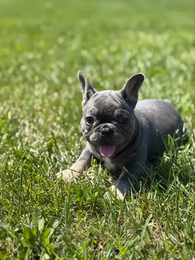 Bouledogue français pure race qualite ++++, View more