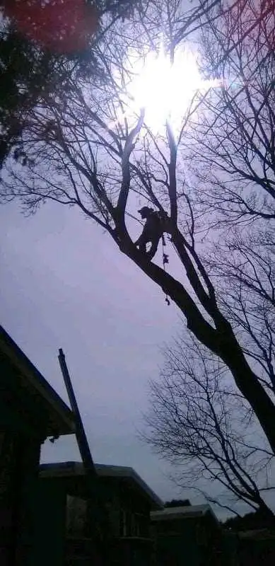 Hedge trimming and removal Free estimate 579-420-507762863229107201121