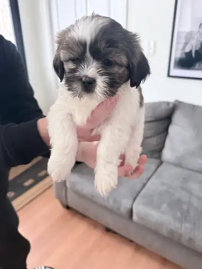 Shih Tzu Puppies, View more