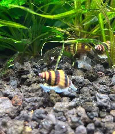 Assassin Snails, View more