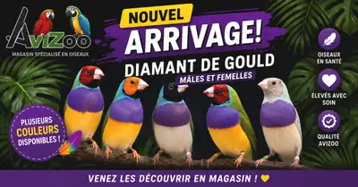 DIAMANT DE GOULD M/F DISPONIBLES, View more