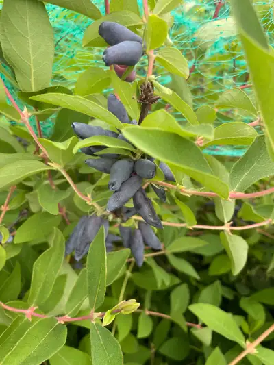 Edible honeysuckle plants (Haskap plants) for sale from organic farm. 5 varieties available. Located...