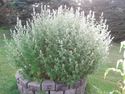 Cat Mint Catnip for sale or trade, View more