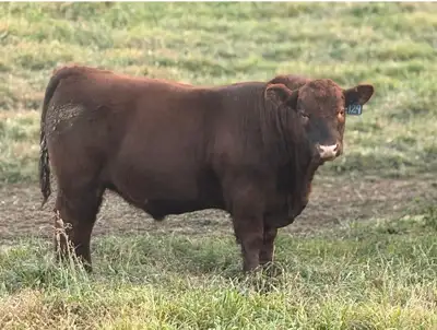 Purebred red angus and simmental bulls, View more