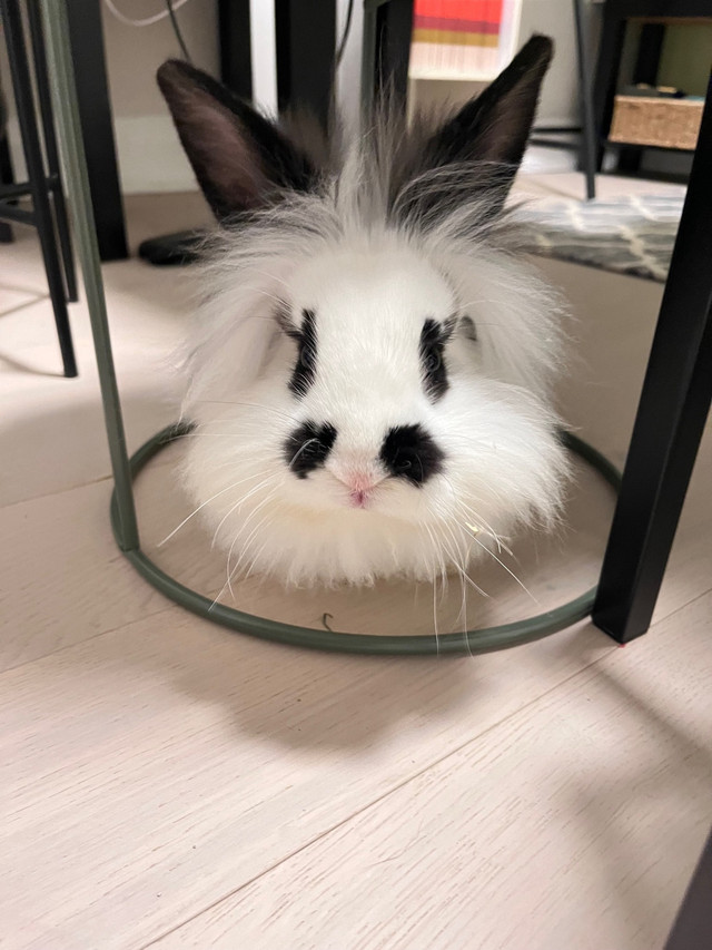 Adorable  Lion head bunny for sale $98 in Small Animals for Rehoming in Mississauga / Peel Region - Image 2