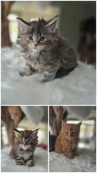 Chaton Maincoon, View more