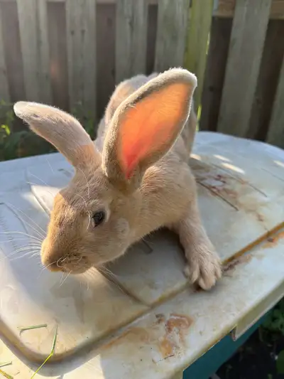Female Flemish giant