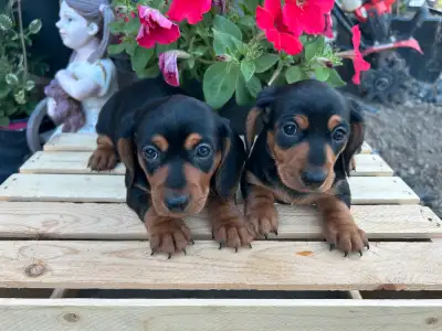 Miniature Dachshunds, View more
