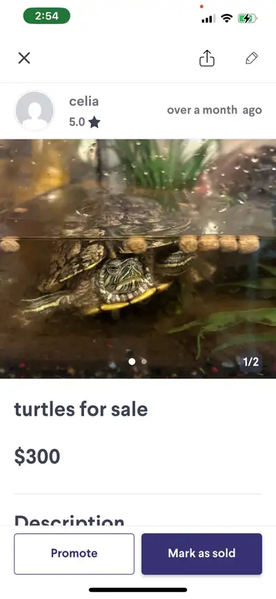 5 years old turtles , View more