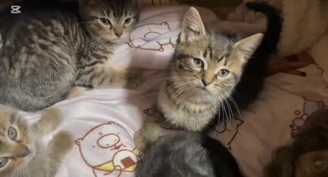 Chatons sans race spécifique in Cats & Kittens for Rehoming in Laurentides - Image 3