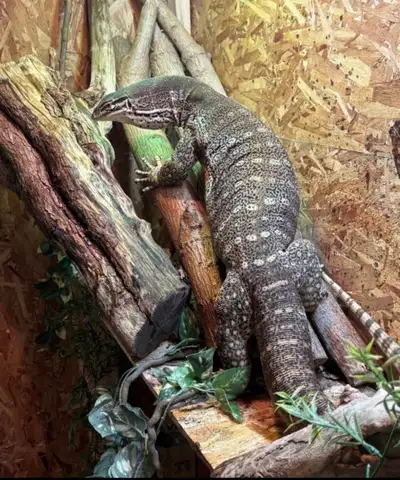 MALE Argus monitor , View more