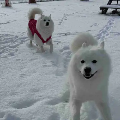 Purebred Samoyed Puppies on sale, View more