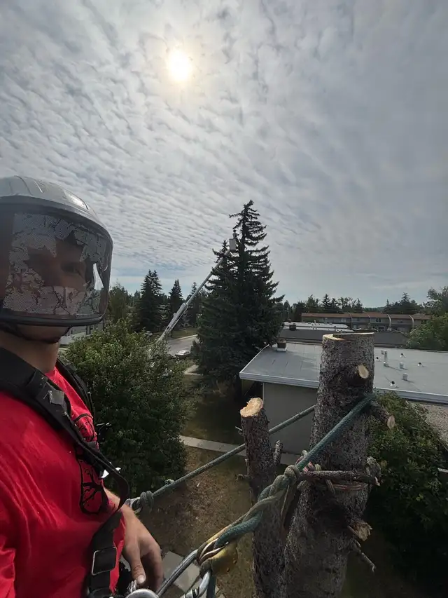 Tree Service Pruning, Removals & Emergency Wind Storm Damage | Lawn ...