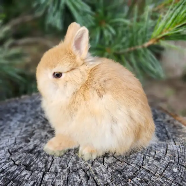 EXTRAORDINARY NETHERLAND DWARF BABY BUNNY RABBITS in Small Animals for Rehoming in London - Image 4
