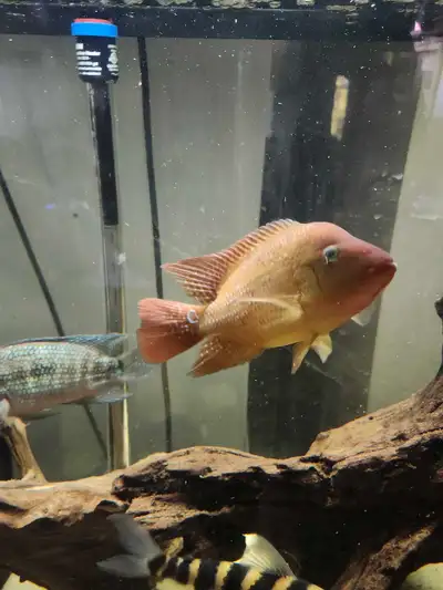 red terror cichlid poisson, View more