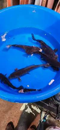 Koi fish Karasu / Black