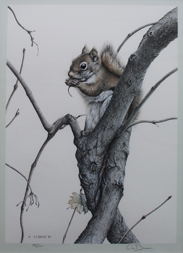 Red Squirrel by Chris Bacon acid free matting 1985 in Arts & Collectibles in St. Catharines - Image 3