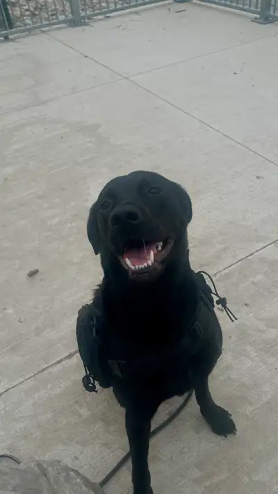 Calm 1-Year-Old Layla Needs Loving Forever Home, View more