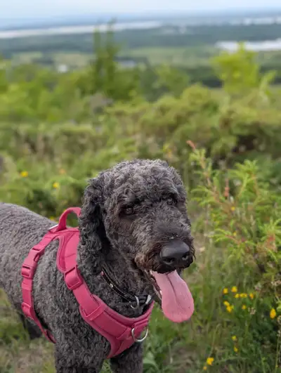 Aussie Doodle - 3 years old, View more