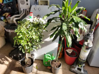 Large Plants
