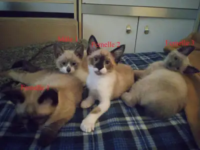 Chatons - Snowshoe x Siamois et Siamois x Maine Coon, View more