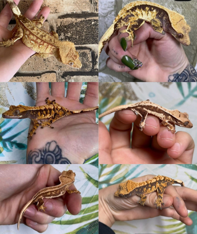 12 crested geckos for sale in Other in London - Image 2