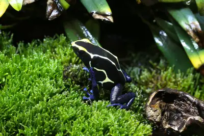 Dendrobates tinctorius Cobalt, View more